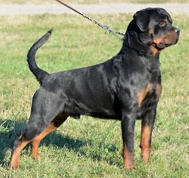 Pictures of rottweilers with sales tails
